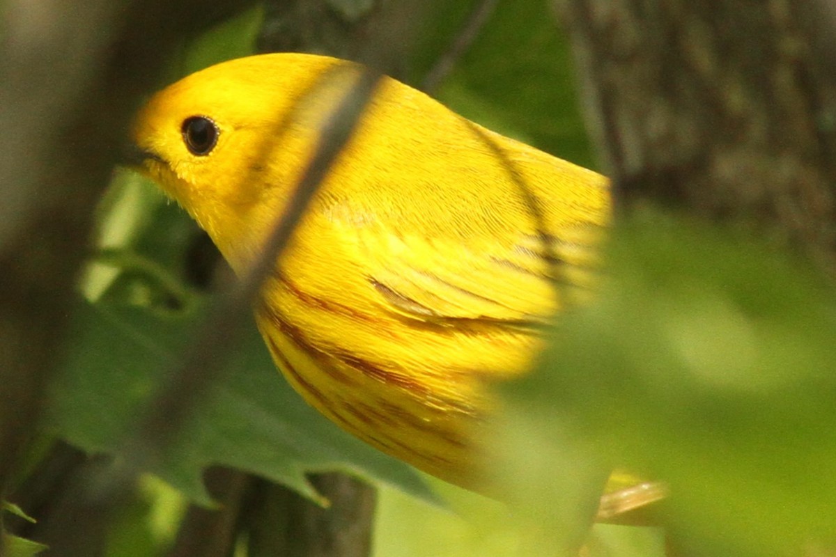 Yellow Warbler - Josh Duis