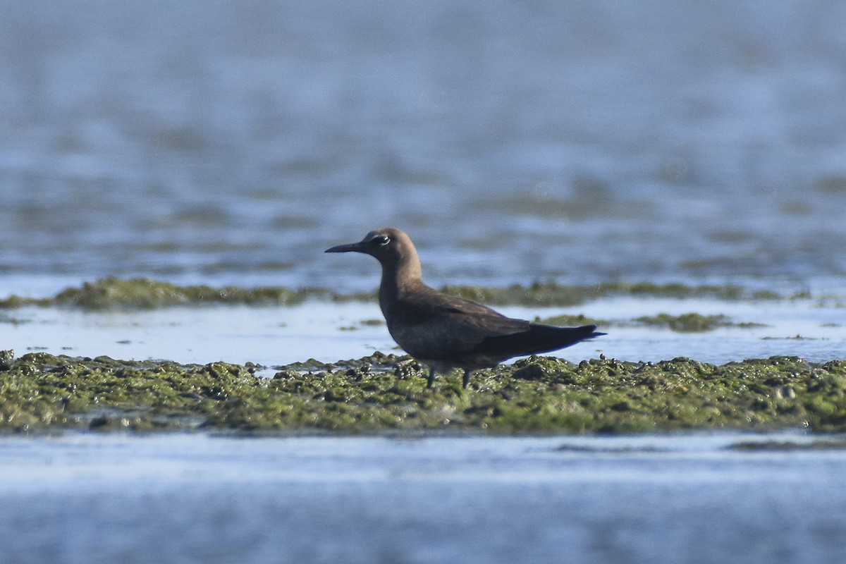 Brown Noddy - ML619345783