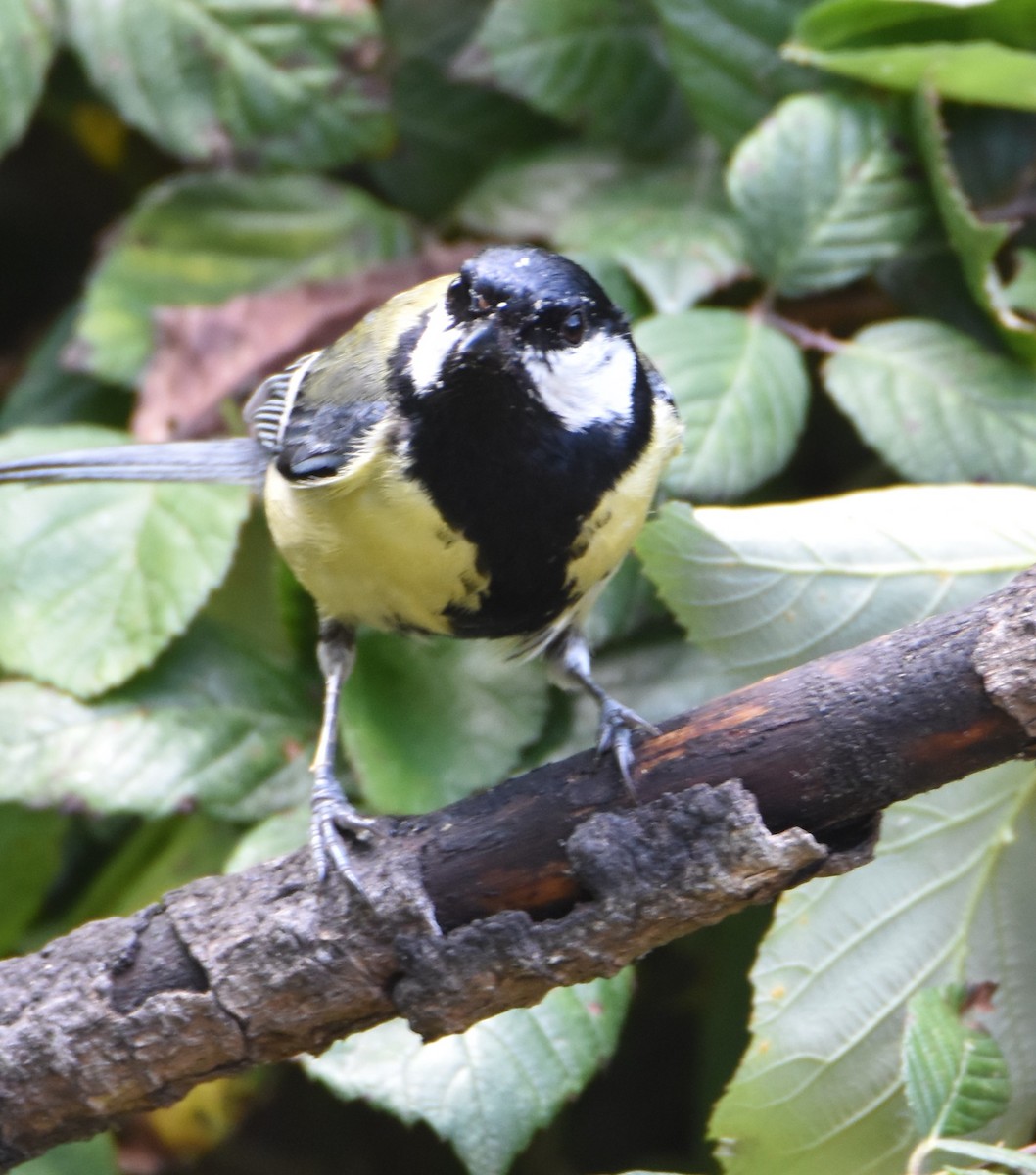 Mésange charbonnière - ML619345797