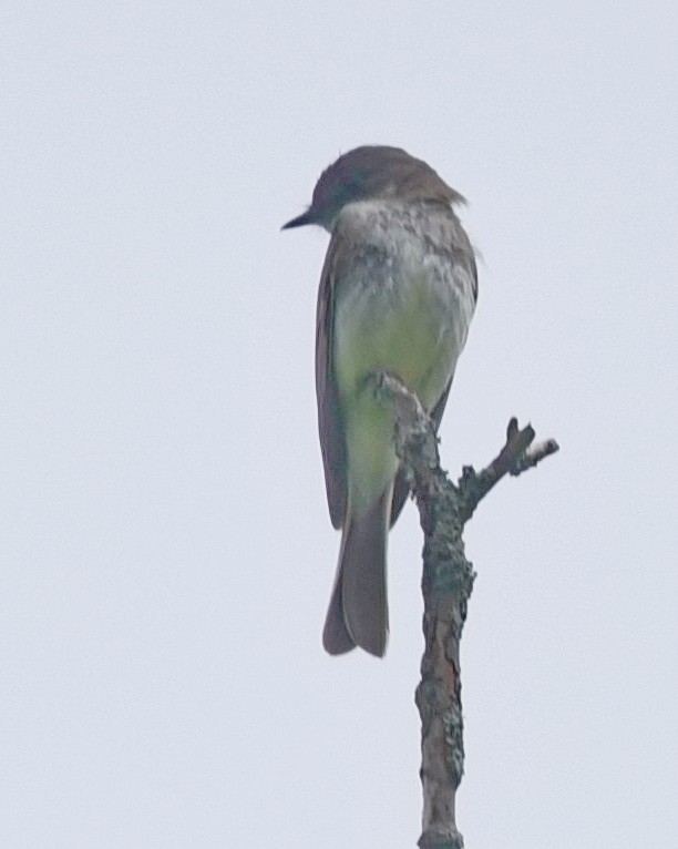 Eastern Phoebe - Barb and Lynn