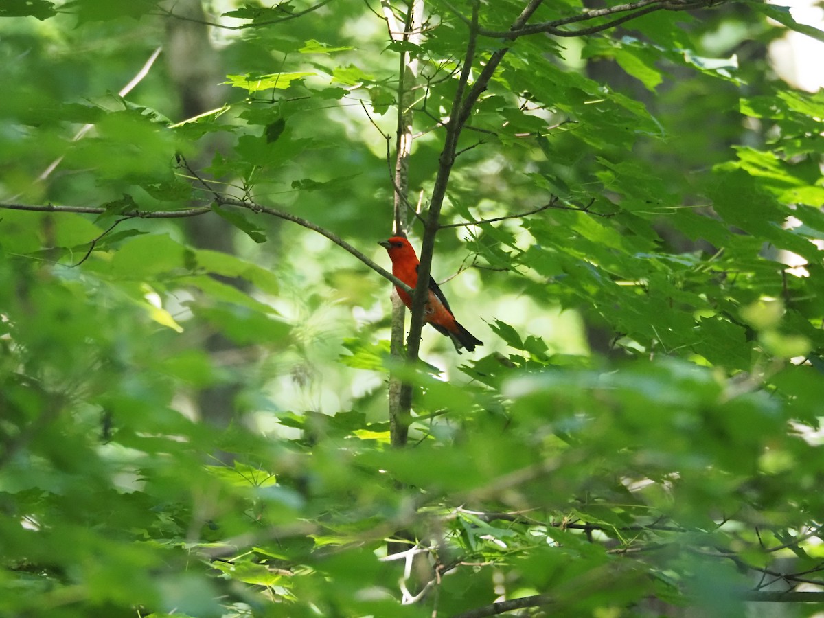 Scarlet Tanager - david parsley