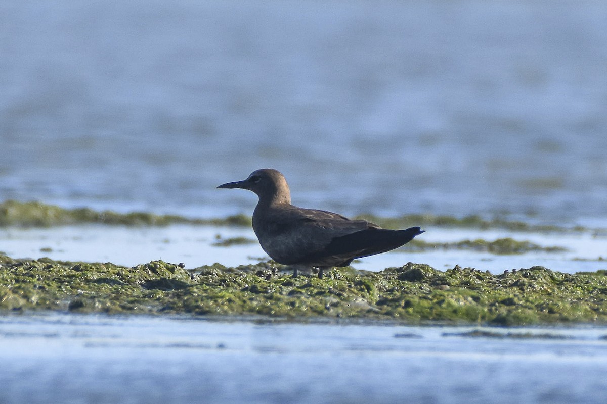 Brown Noddy - ML619345802