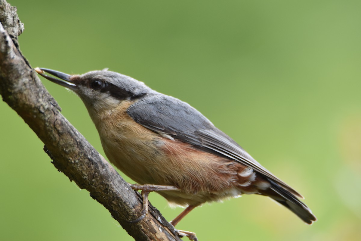 Eurasian Nuthatch - ML619345803