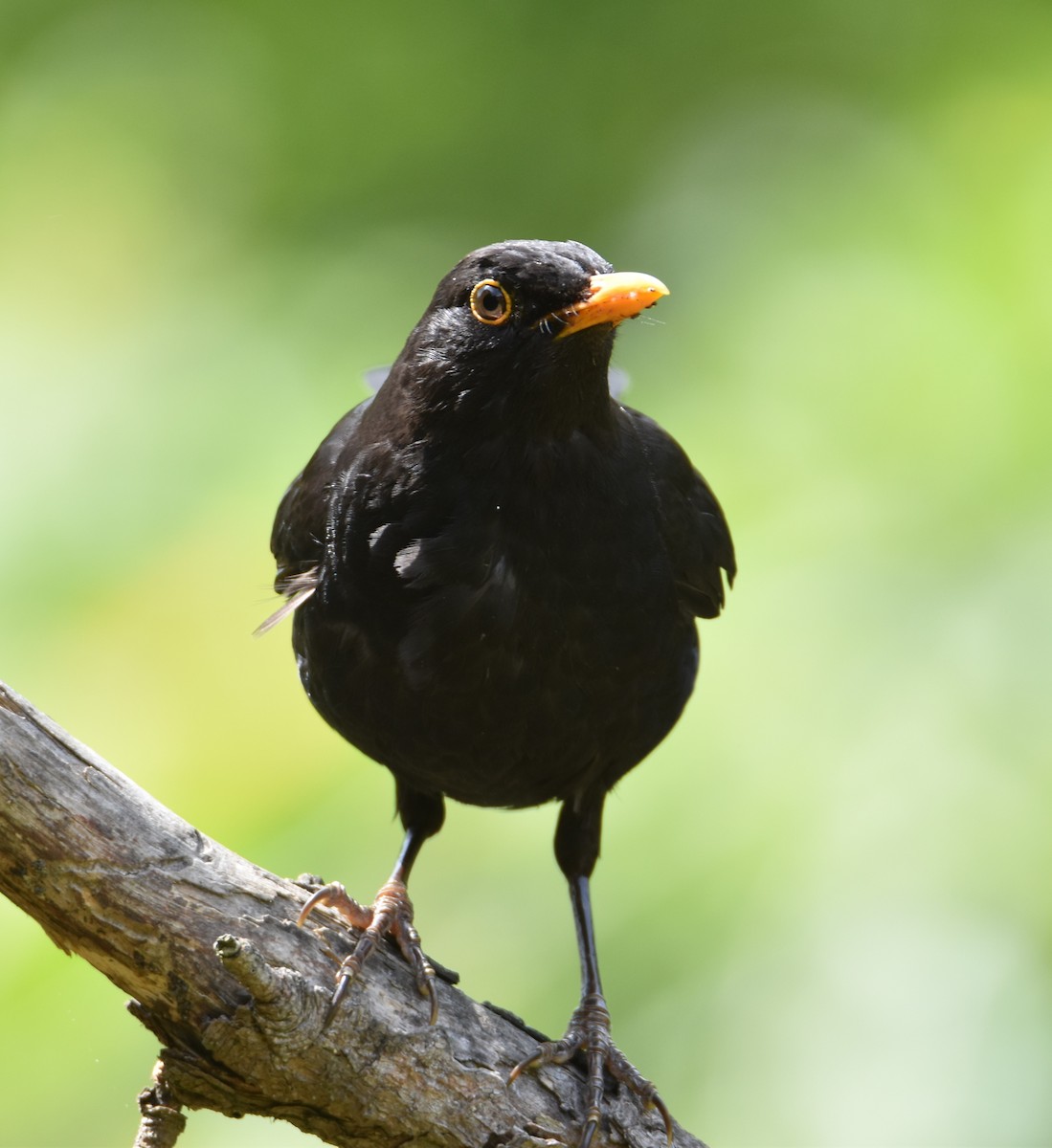 Eurasian Blackbird - ML619345812