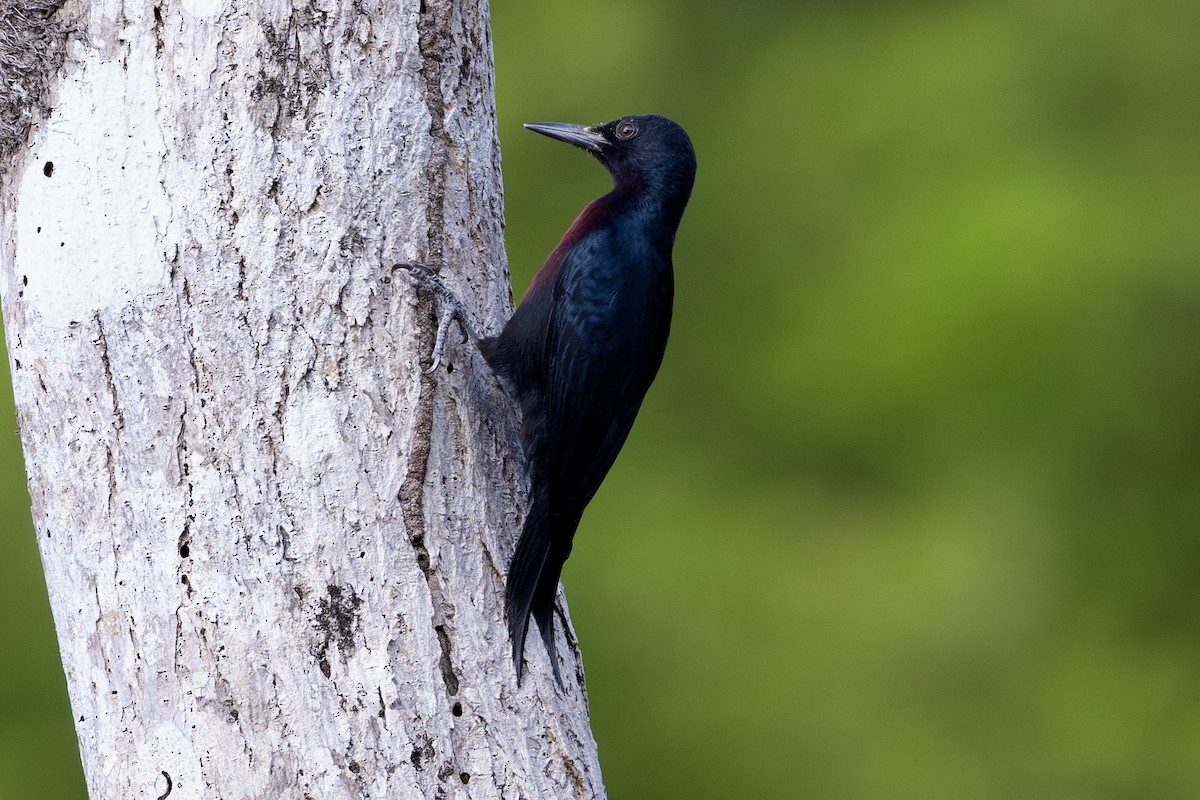 Guadeloupe Woodpecker - Jonathan Slifkin