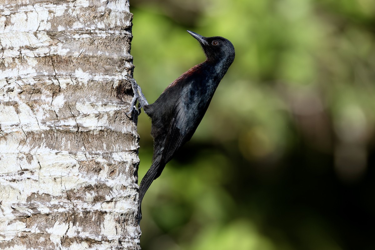 Guadeloupe Woodpecker - Jonathan Slifkin