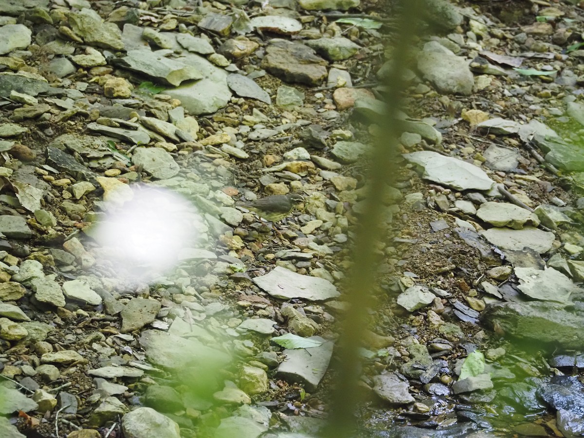 Louisiana Waterthrush - david parsley