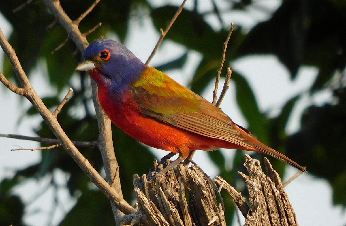 Painted Bunting - Kathy Rhodes