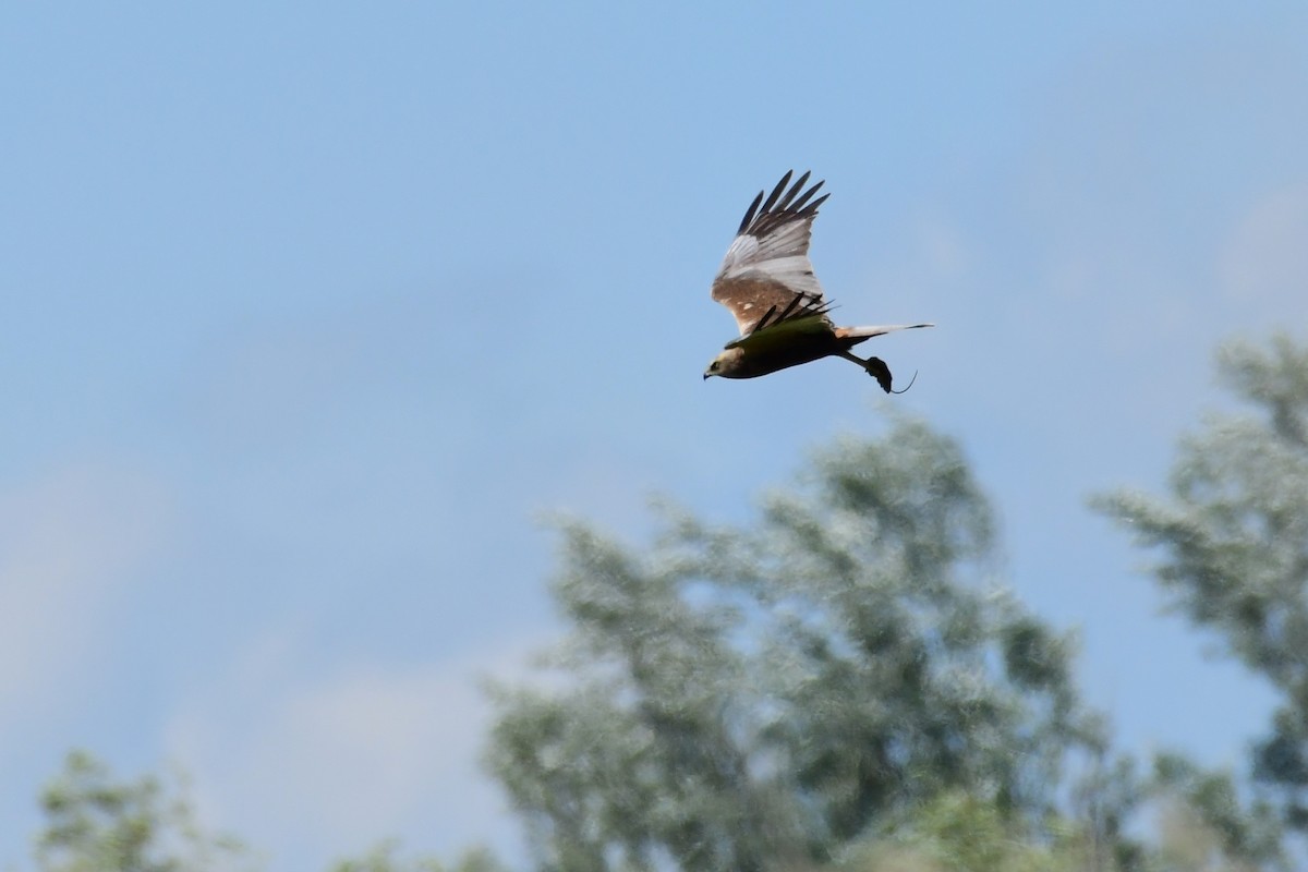 Western Marsh Harrier - Igor Długosz