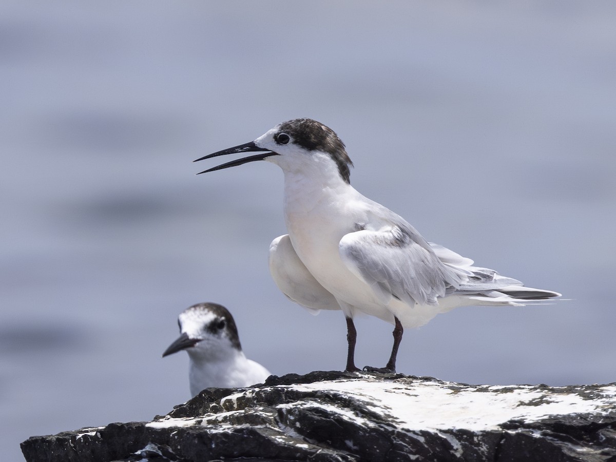 Roseate Tern - Charmain Ang