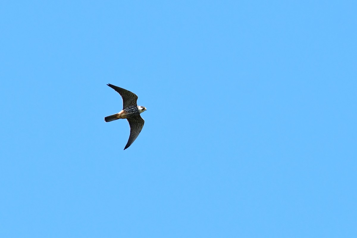 Eurasian Hobby - Igor Długosz