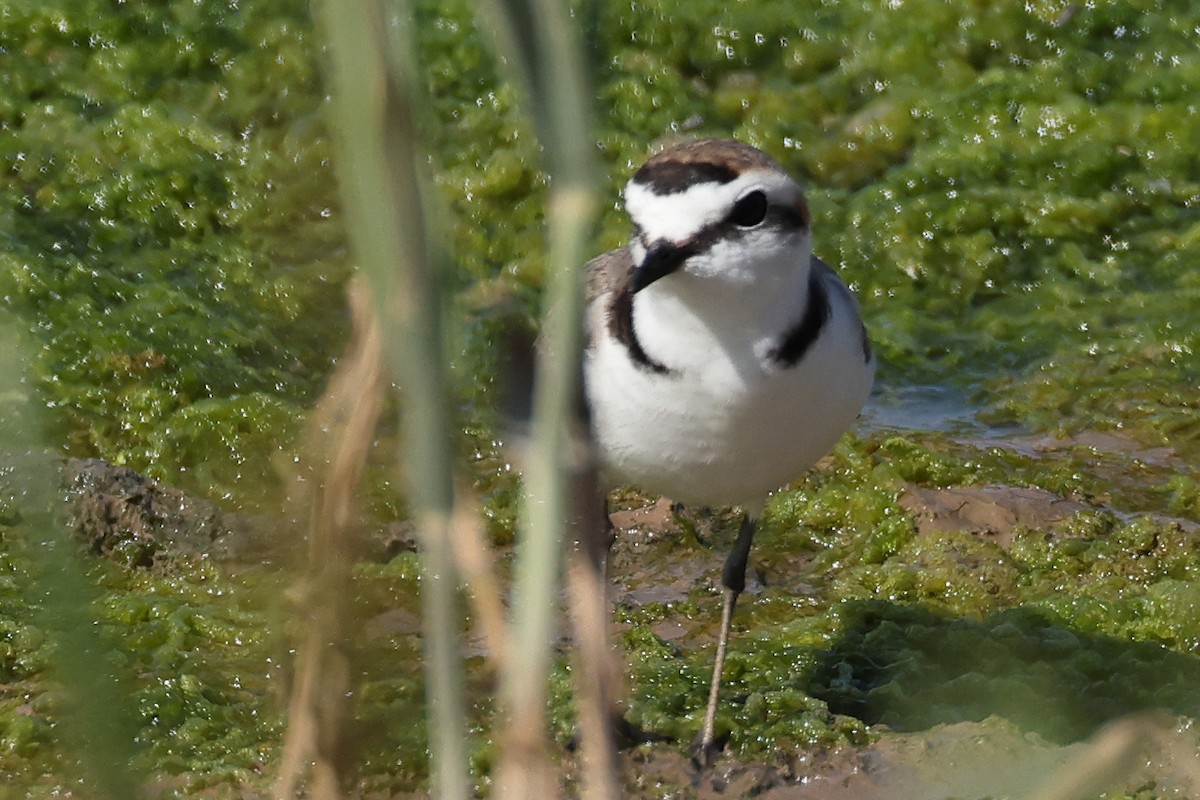 Kentish Plover - ML619345872