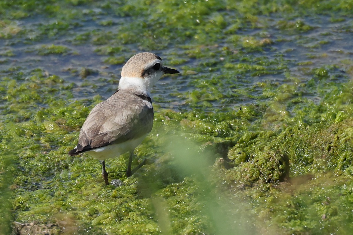 Kentish Plover - ML619345873