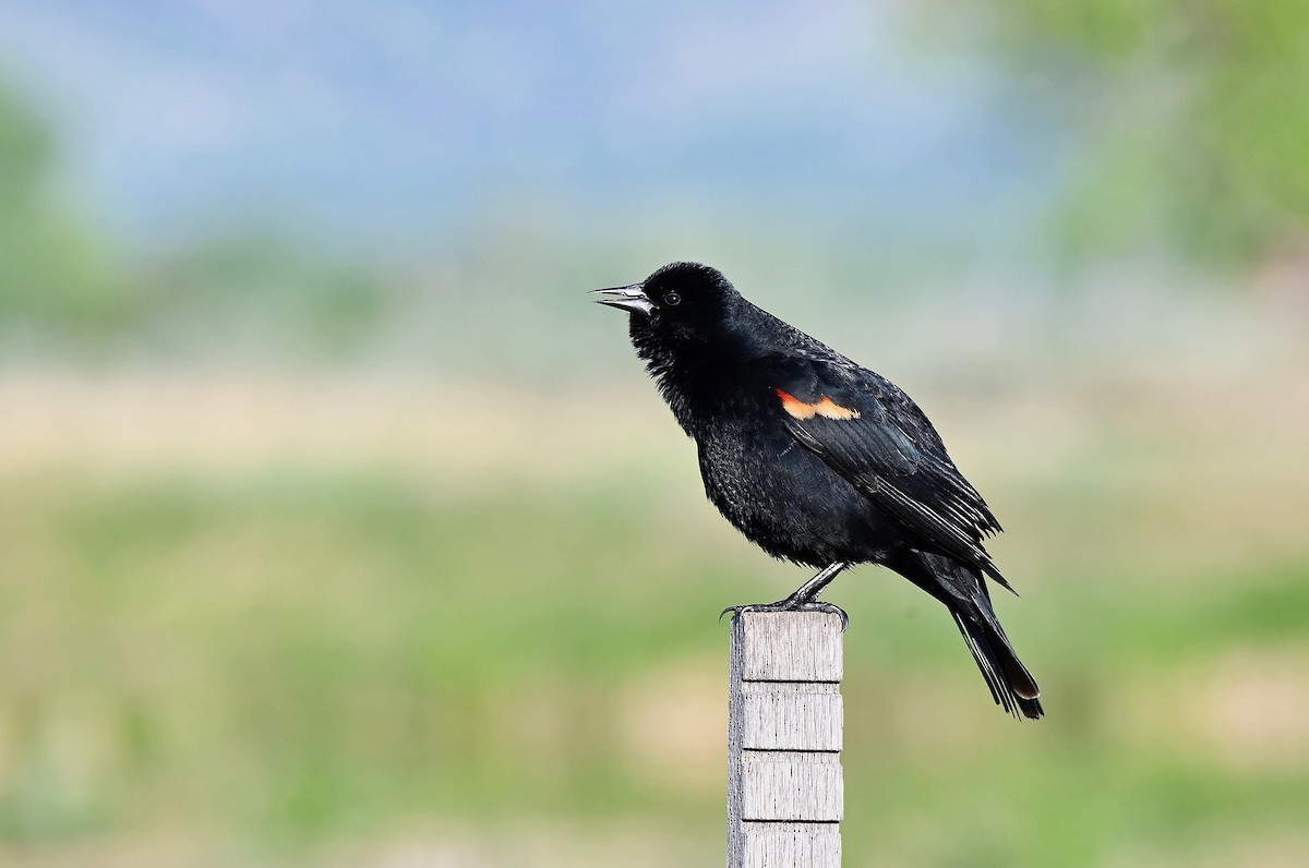 Red-winged Blackbird - Charles Hundertmark