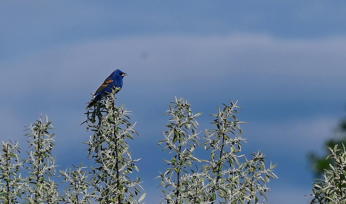 Blue Grosbeak - Charles Hundertmark