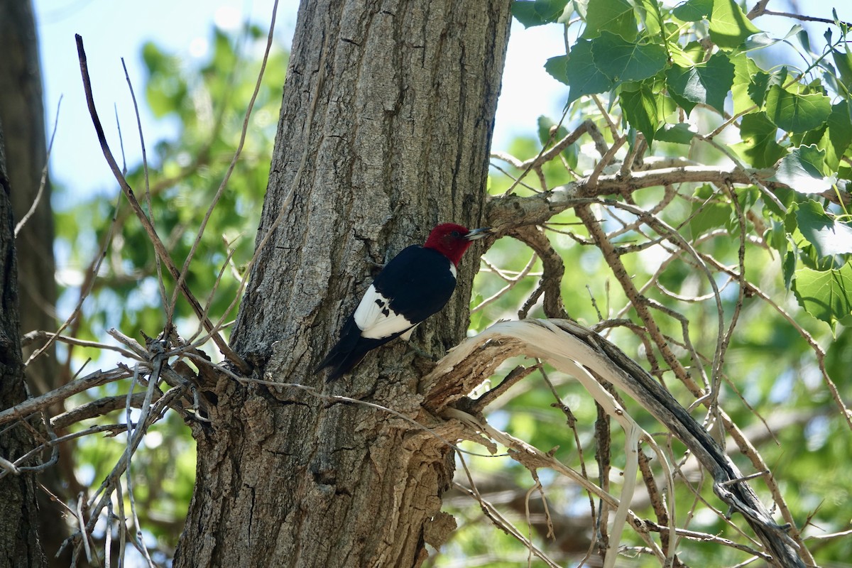 Red-headed Woodpecker - Lorin Wilkerson