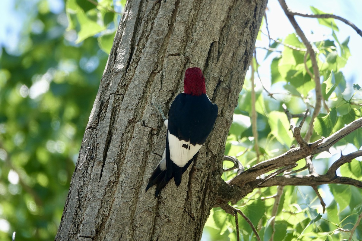 Red-headed Woodpecker - Lorin Wilkerson