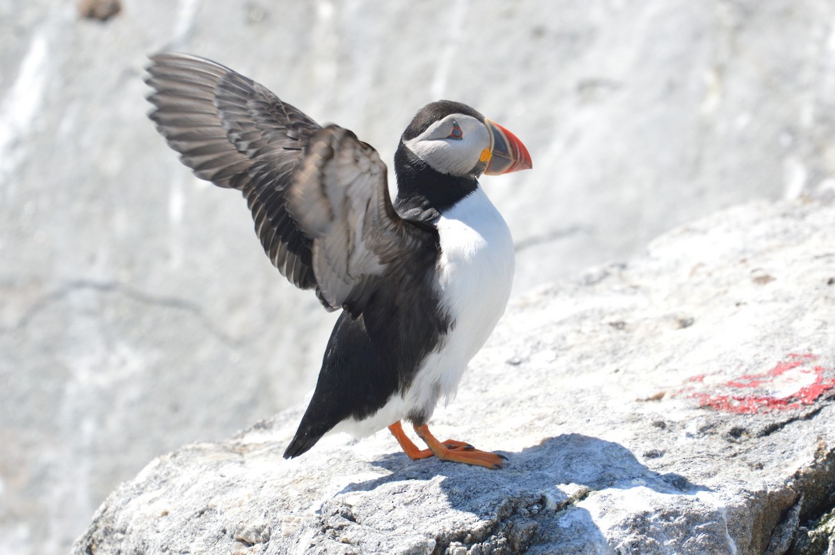 Atlantic Puffin - ML61934591