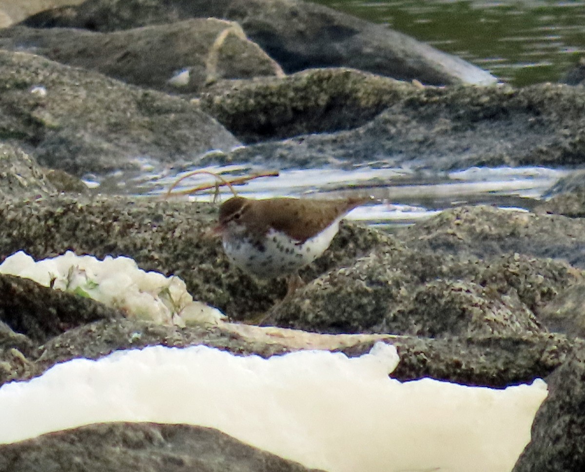 Spotted Sandpiper - JoAnn Potter Riggle 🦤