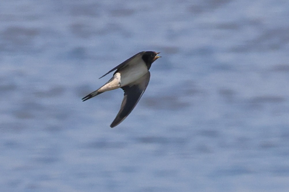 Barn Swallow - Jose Leal