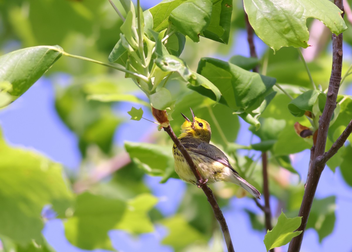 Prairie Warbler - Jake Balmuth