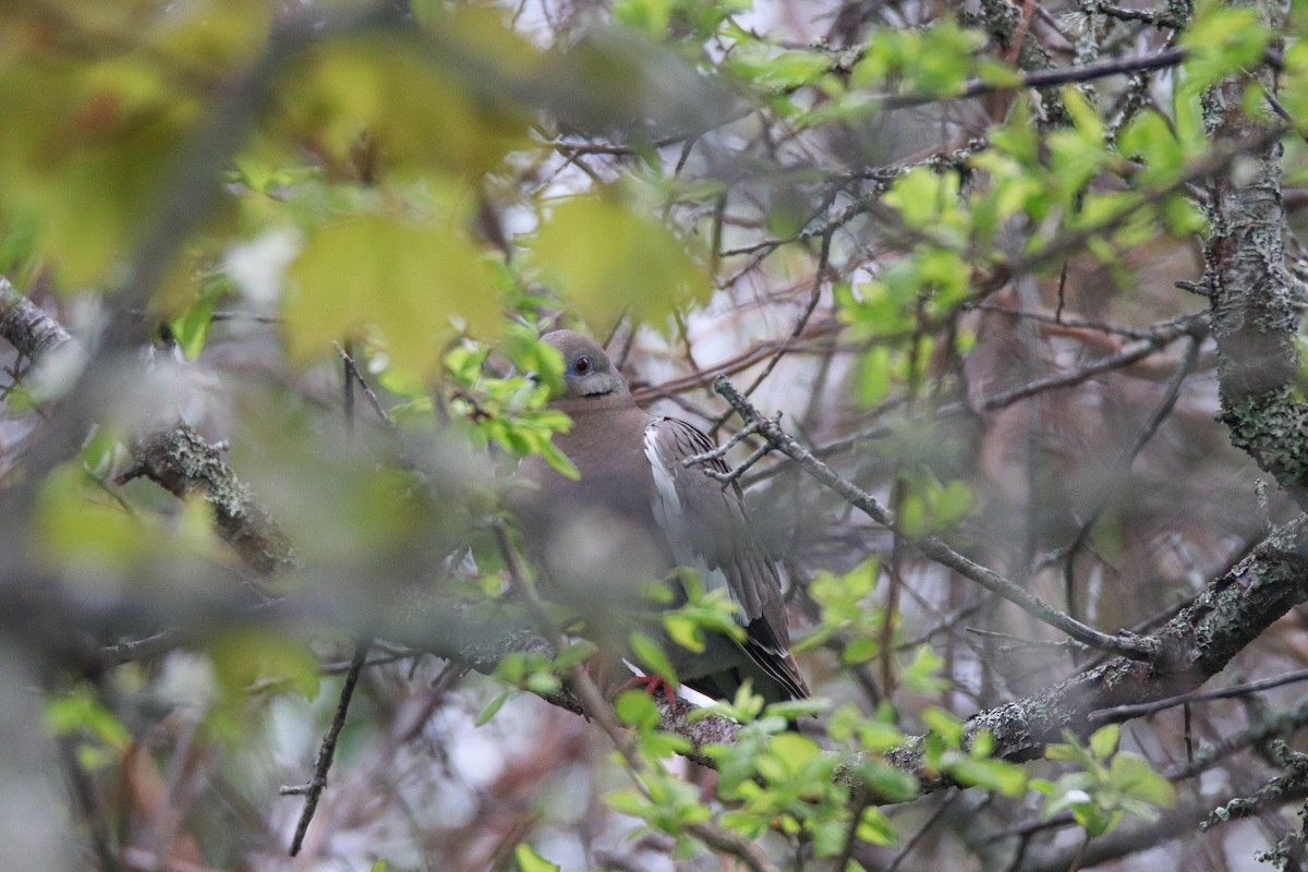 White-winged Dove - ML619345966