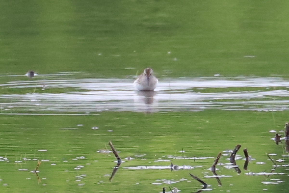 Semipalmated Sandpiper - Debra Rittelmann