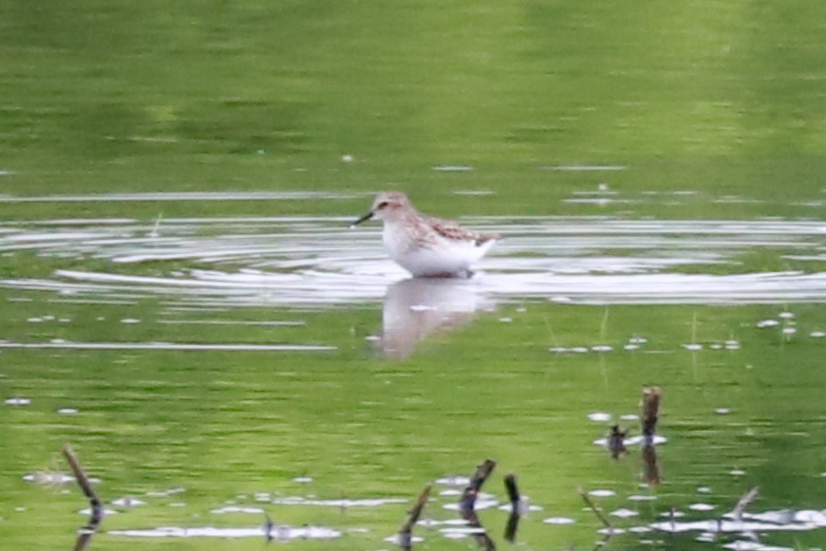 Semipalmated Sandpiper - Debra Rittelmann