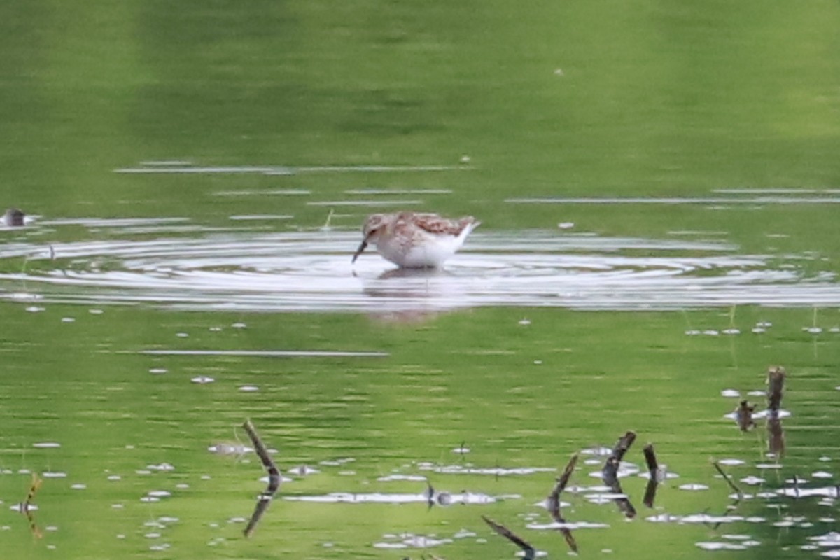 Semipalmated Sandpiper - Debra Rittelmann