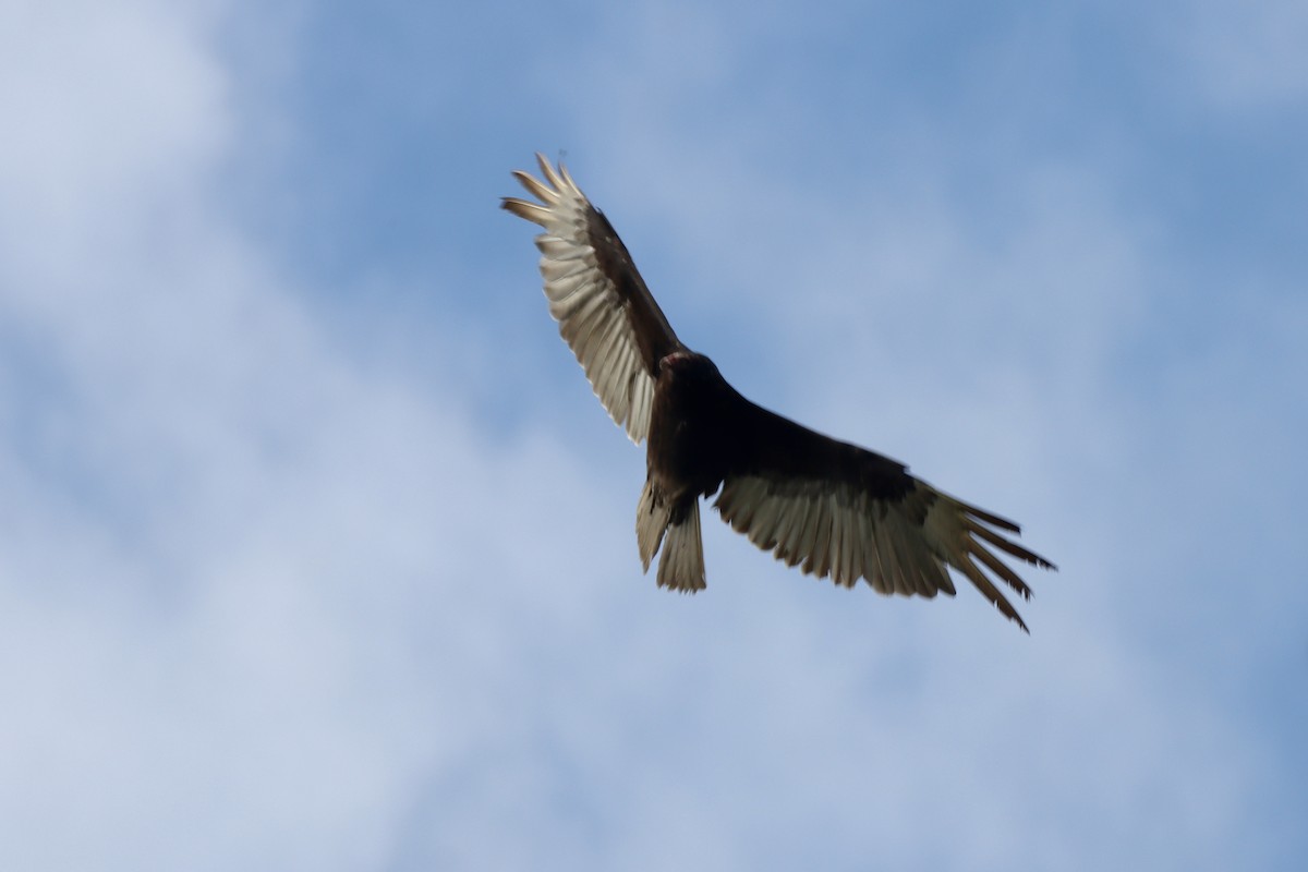 Turkey Vulture - Rosemary Clapham