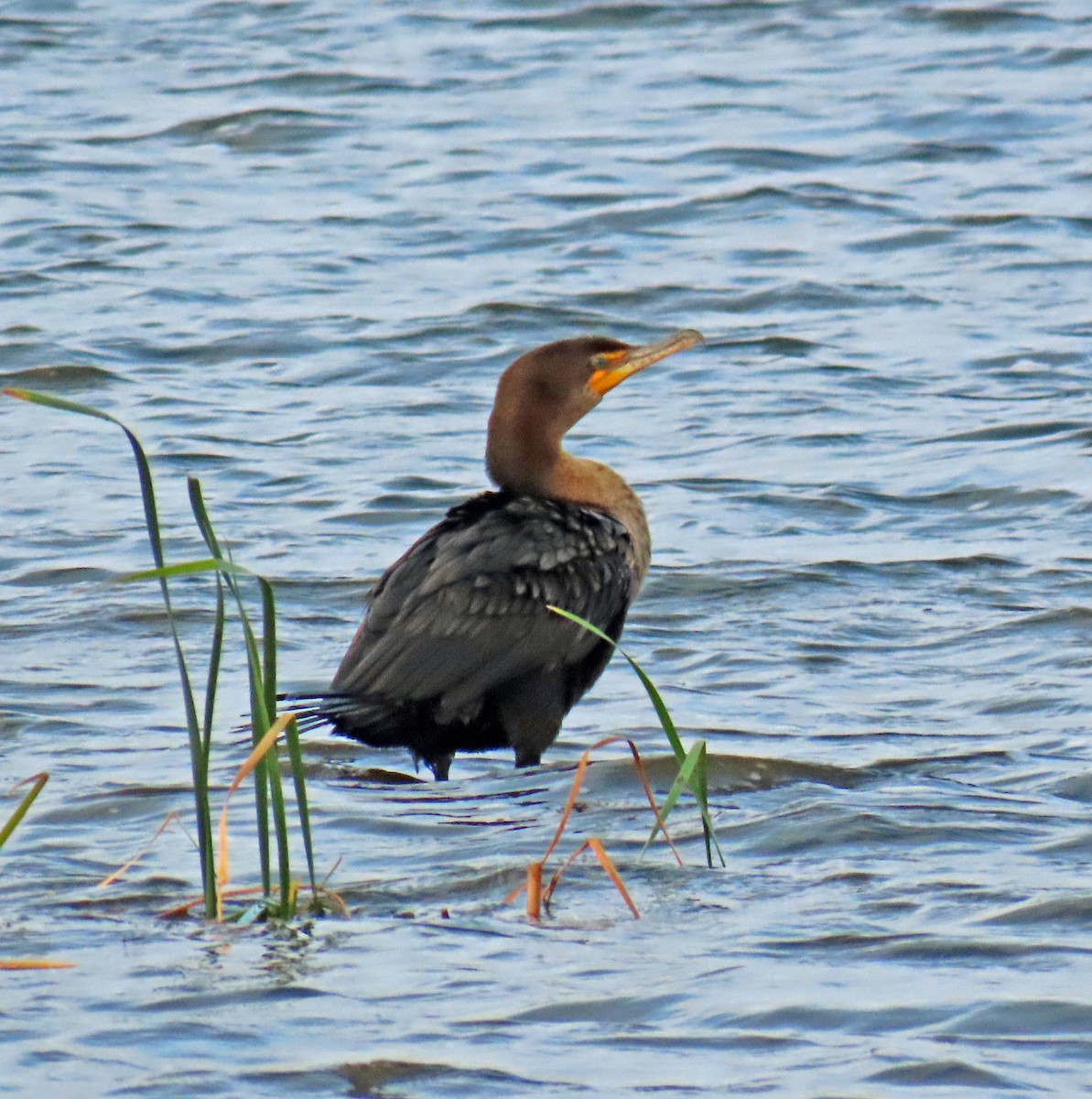 Double-crested Cormorant - JoAnn Potter Riggle 🦤