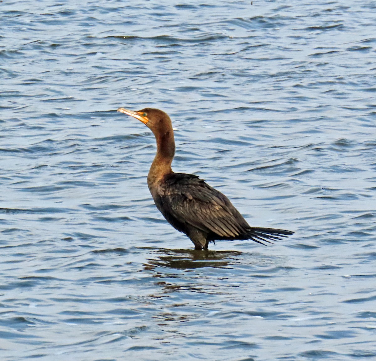 Double-crested Cormorant - JoAnn Potter Riggle 🦤