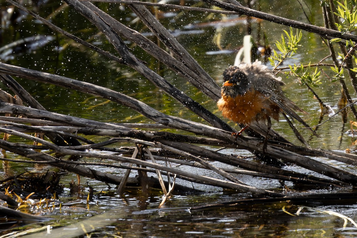 American Robin - Roger Kohn