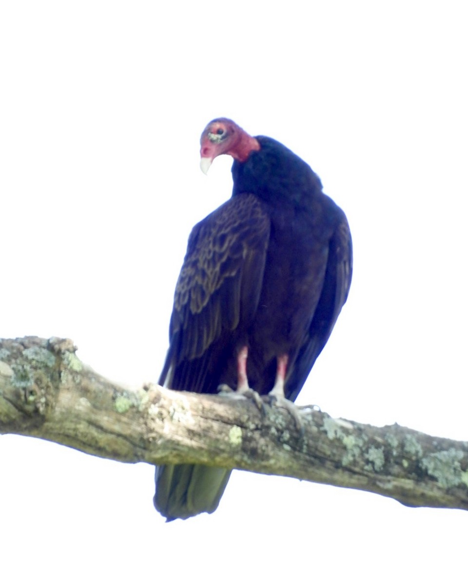 Turkey Vulture - Jeff Aufmann