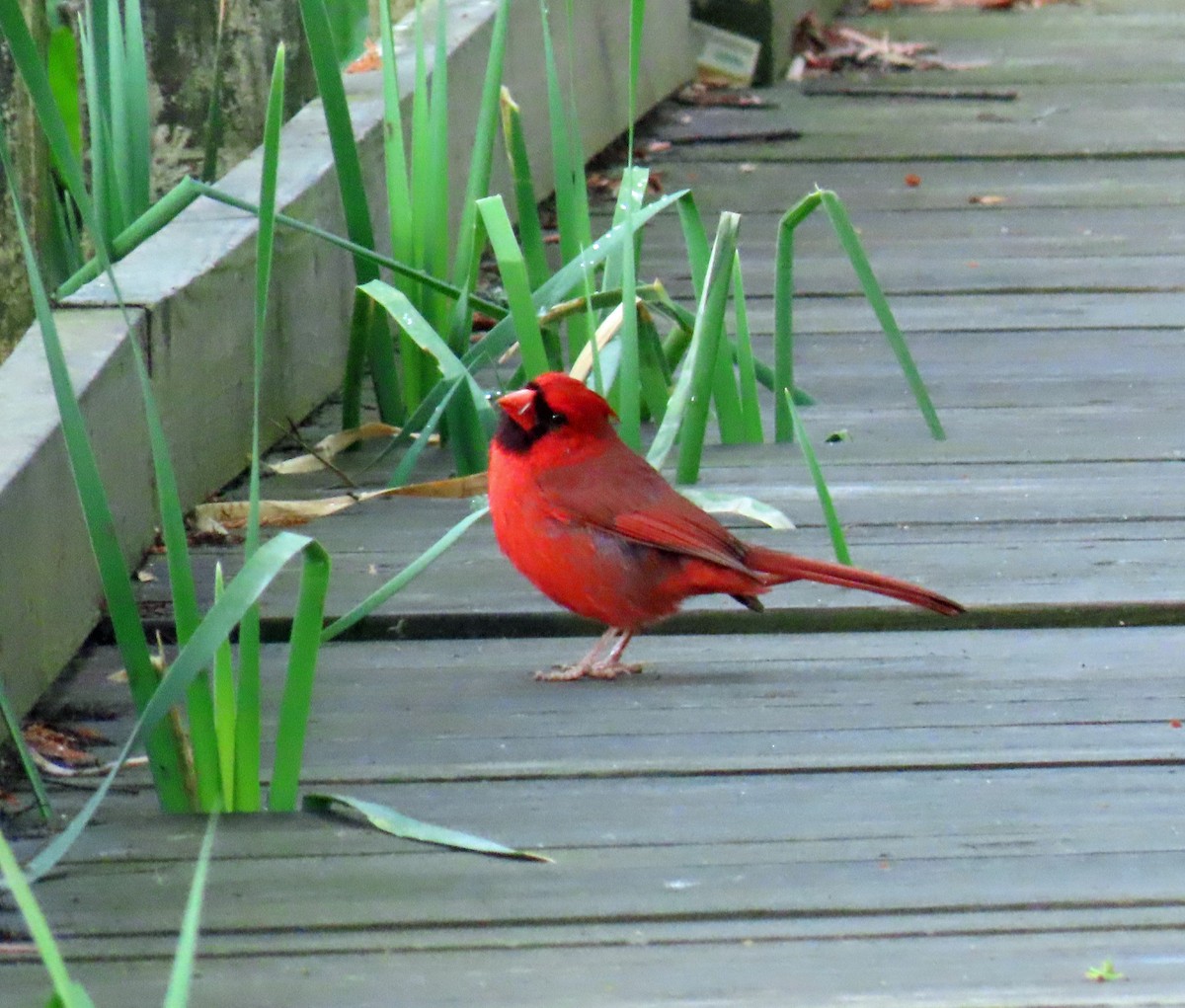 Northern Cardinal - JoAnn Potter Riggle 🦤