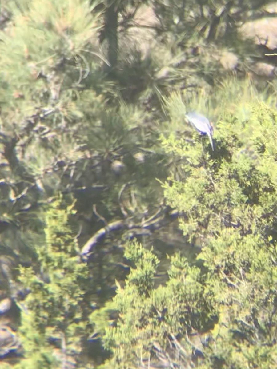 Blue-gray Gnatcatcher - ML619346006