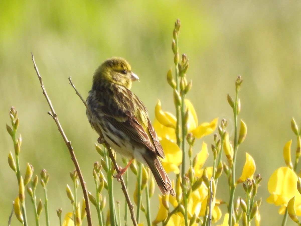 European Serin - karen  leonhardt