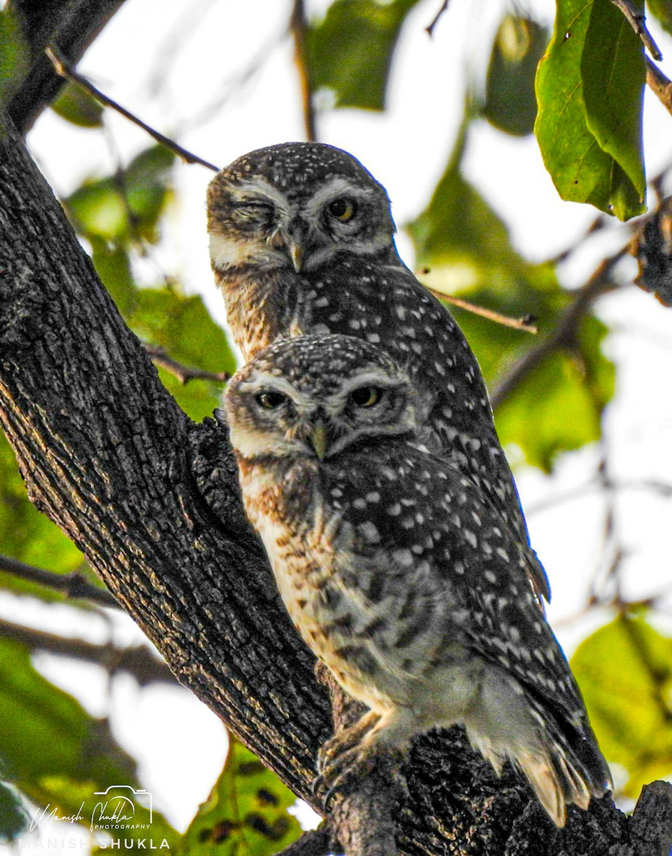 Spotted Owlet - Manish Shukla