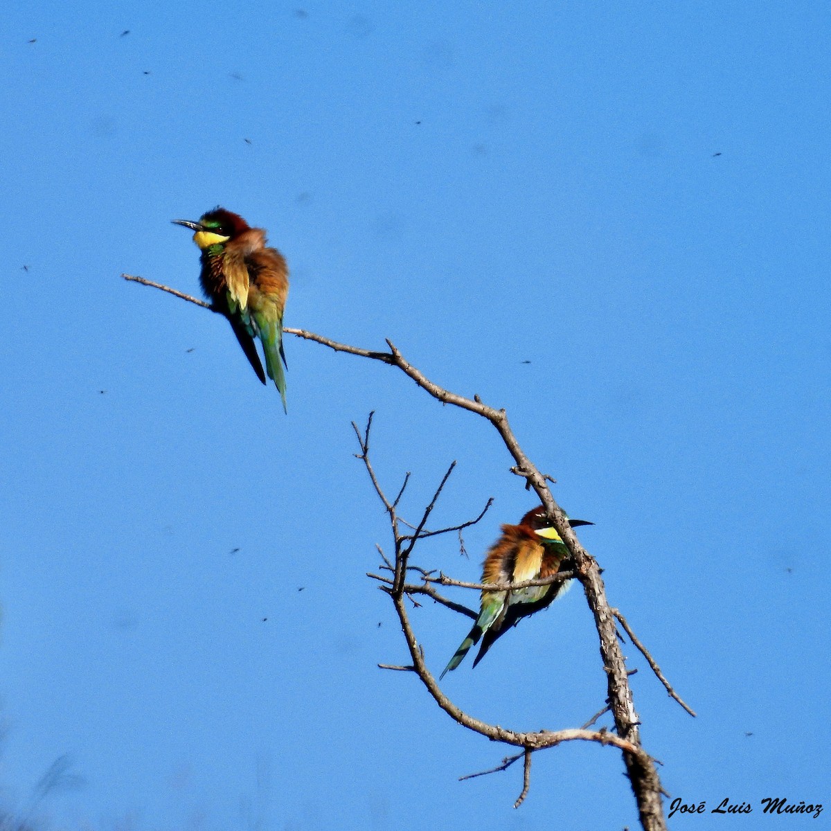 European Bee-eater - ML619346029