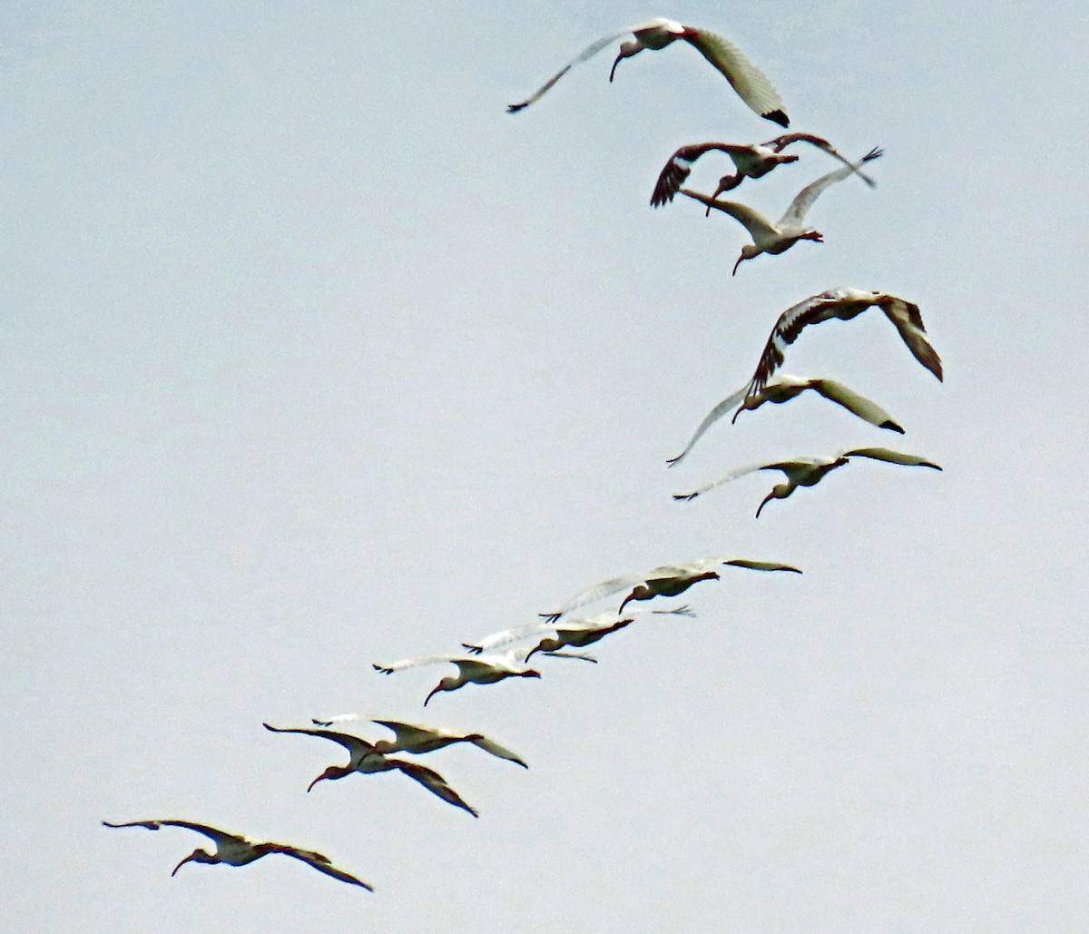 ibis bílý - ML619346037