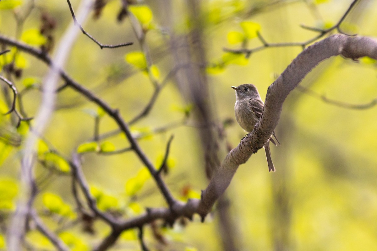 Hammond's Flycatcher - Justin Saunders