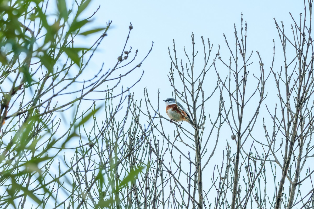 Bay-chested Warbling Finch - ML619346072