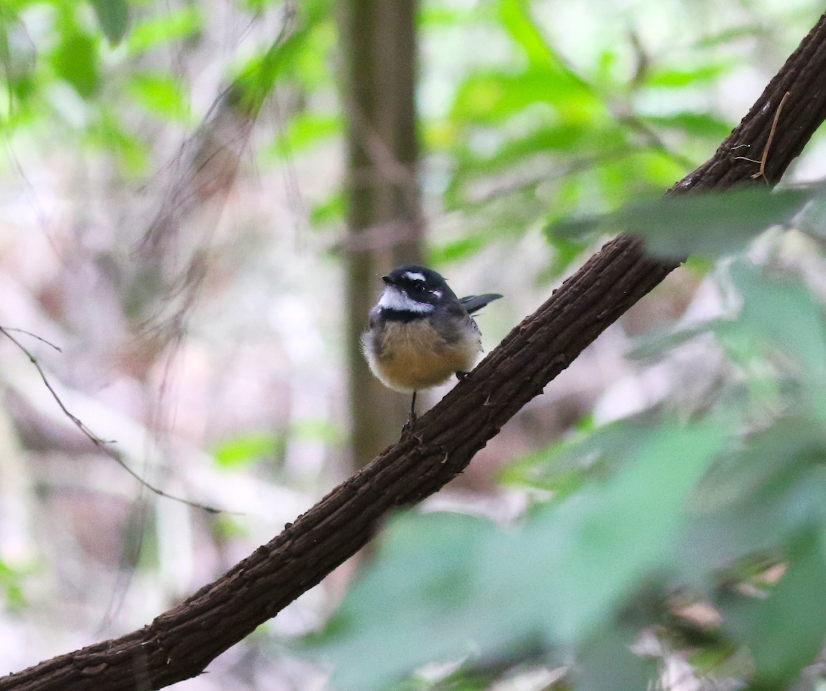 Gray Fantail (alisteri) - ML619346074