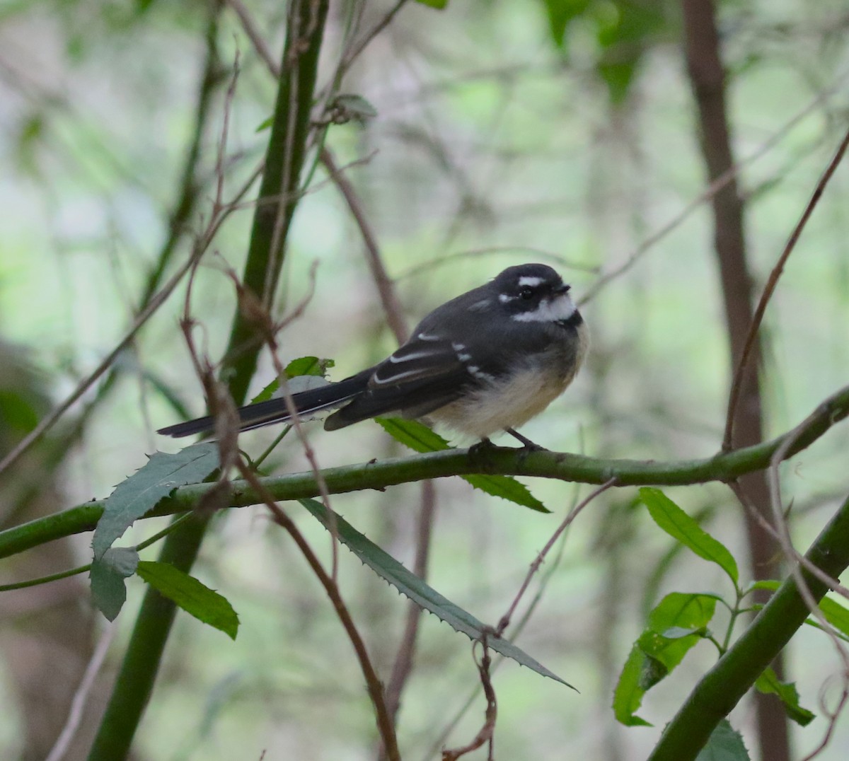 Gray Fantail (alisteri) - ML619346077