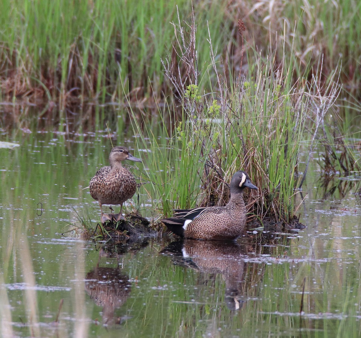 Blue-winged Teal - Zachary Holderby