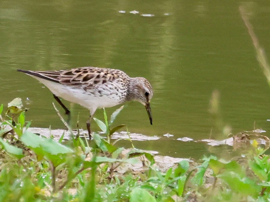 White-rumped Sandpiper - ML619346108