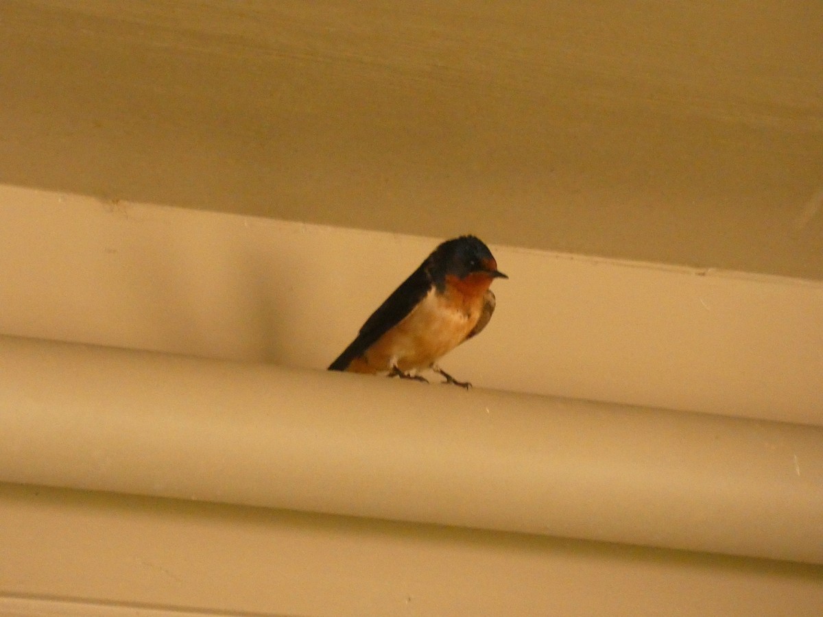 Barn Swallow - ML619346109