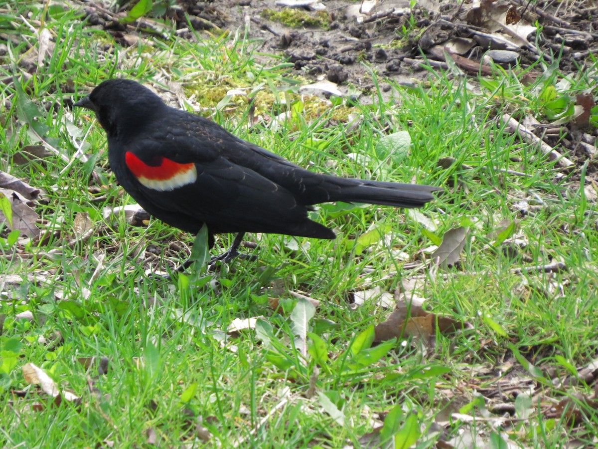 Red-winged Blackbird - ML619346111