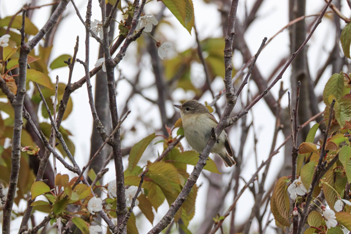 Warbling Vireo - ML619346123