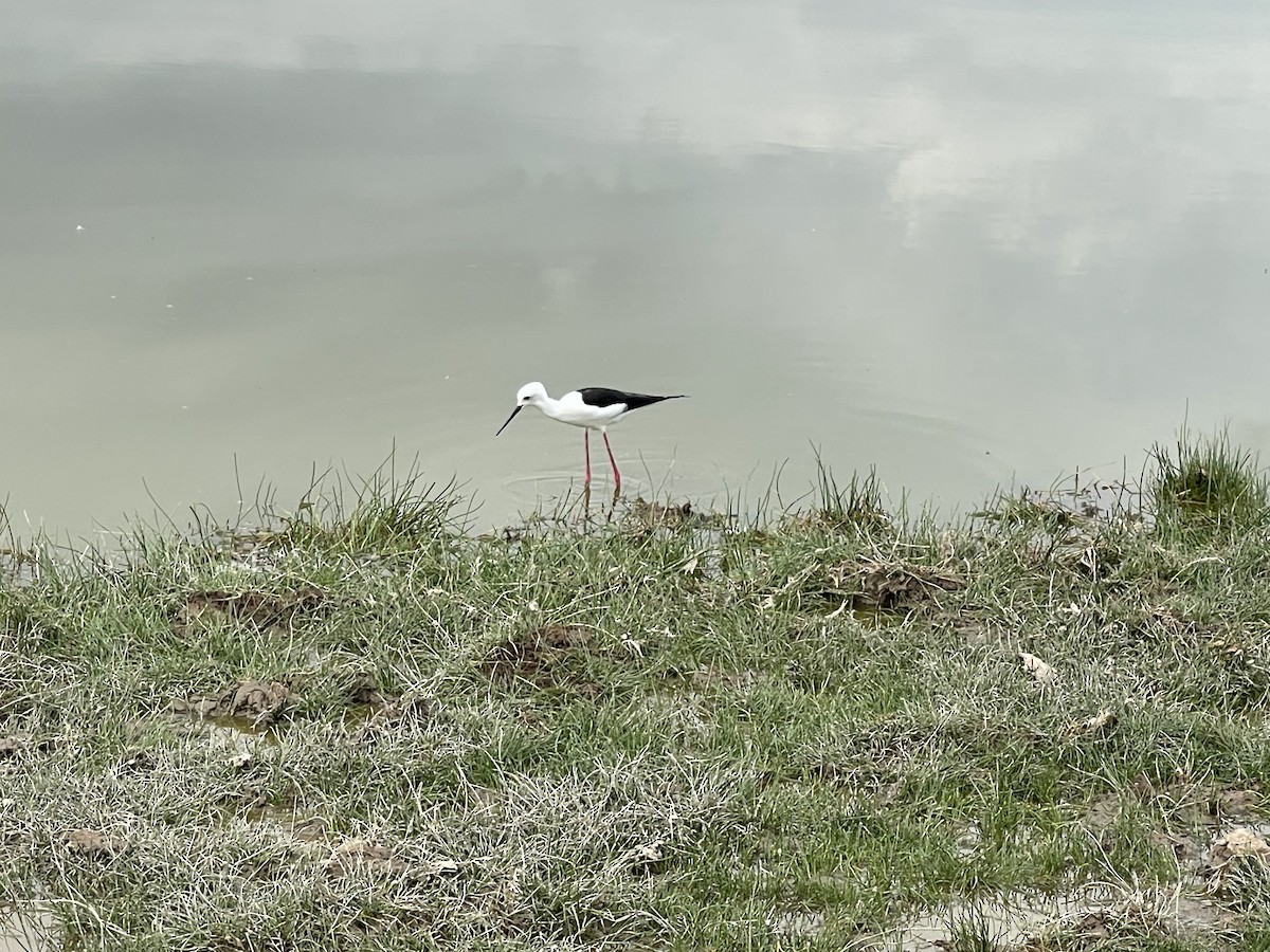 Black-winged Stilt - ML619346129